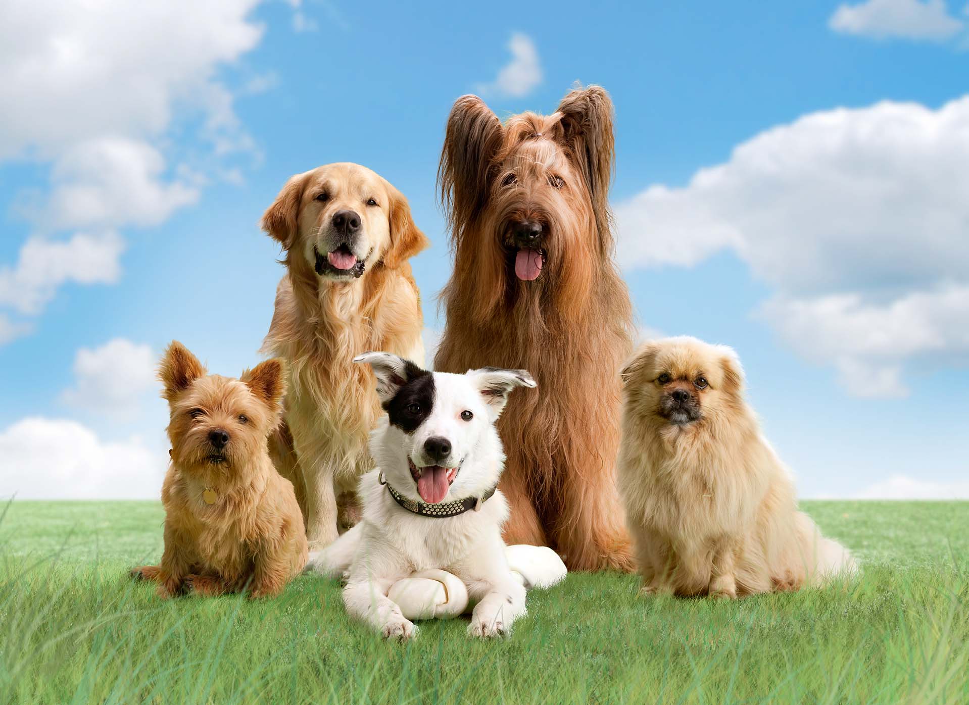 Choosing A Responsible Breeder